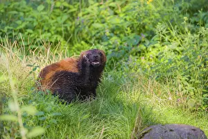 A wolverine (Gulo gulo) sits on a green meadow at a forest edge
