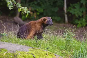 A wolverine (Gulo gulo) sits on a green meadow at a forest edge