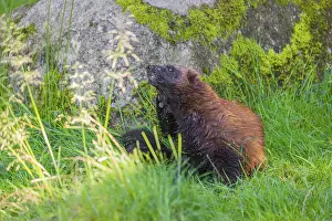 A wolverine (Gulo gulo) sits on a green meadow next to a rock