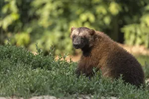 One wolverine, (Gulo gulo), sitting on grass
