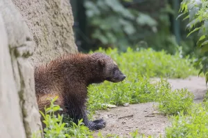 One wolverine, (Gulo gulo), sitting on grass
