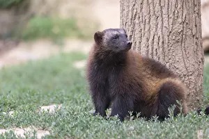 One wolverine, (Gulo gulo), sitting on grass