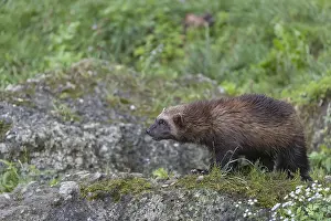 One wolverine, (Gulo gulo), standing on a rock
