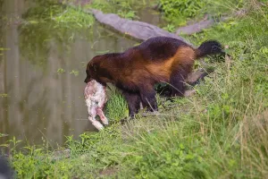 A wolverine (Gulo gulo) stands at a pond