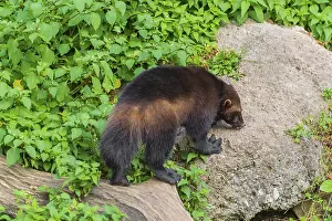 One wolverine, (Gulo gulo), stands on a rock