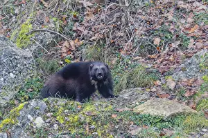 A wolverine (Gulo gulo) stands on a rocky slope covered in green vegetation
