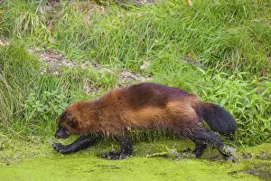 A wolverine, (Gulo gulo), stands in the water of a small pond