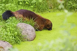 A wolverine, (Gulo gulo), stands in the water of a small pond