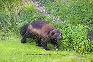 A wolverine, (Gulo gulo), stands in the water of a small pond