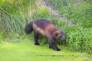 A wolverine, (Gulo gulo), stands in the water of a small pond