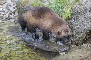 One wolverine, (Gulo gulo), walking in the water of a small creek