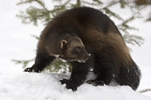 Wolverine in winter
