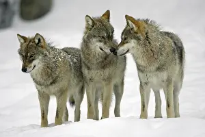 Wolves (Canis lupus)