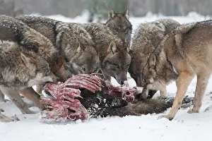 Wolves (Canis lupus) eating wild boar (Sus scrofa) prey