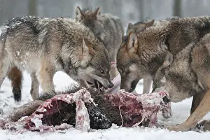 Wolves (Canis lupus) eating wild boar (Sus scrofa) prey