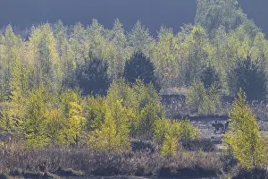 Wolves (Canis lupus) in the late morning in a birch forest