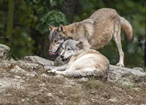 Wolves (Canis lupus) lying and standing on a rock