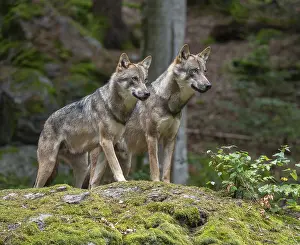 Wolves (Canis lupus) stand on a moss-covered rock and look attentively