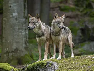 Wolves (Canis lupus) stand on a moss-covered rock and look attentively