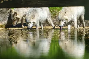 Several wolves drinking at a calm body of water and reflecting in the water