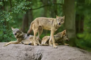 Three wolves on a hill in the forest look attentively into the camera