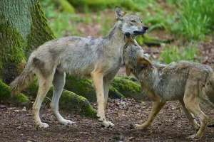 Two wolves interacting dynamically in a wooded area