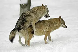 Wolves, pair mating (Canis lupus)