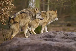 Two wolves running over a mound of earth in the forest