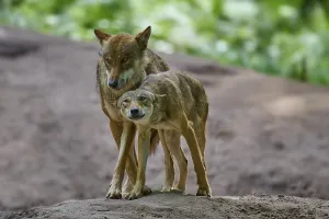 Two wolves stand side by side on a hill in the forest