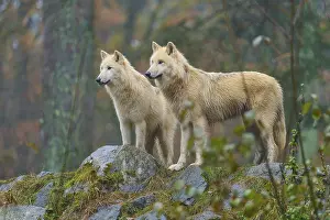 Two wolves standing attentively in the rain on rocks in an autumnal forest