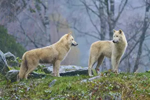 Two wolves standing sideways on rocks in the rain