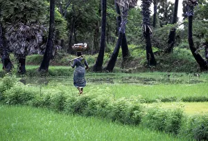 A woman carrying basket on head and shovel on shoulder and walking on the rice field ridge