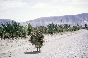 Woman carrying a large bundle of wooden sticks on her back, Ecuador, South America 1962, South America