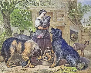 Woman with dogs, animal shelter