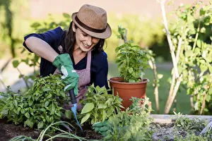 Framed Print : Woman doing gardening on a raised bed, Germany