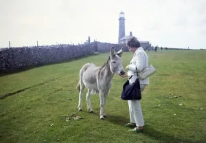 Woman feeding donkey, Lundy Island, Bristol Channel, North Devon, England, UK September 1968