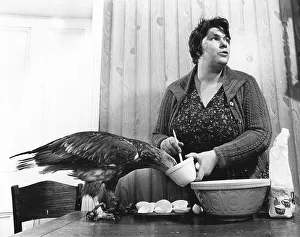 Woman feeding eagle, England, Great Britain