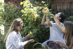 A woman and two girls picking redcurrants or currants