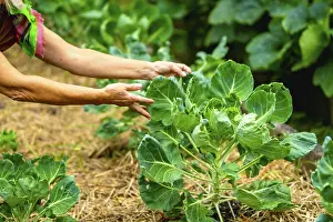 Woman hands caring for developing brussels sprouts plants in a sustainable garden setting