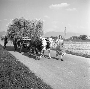 Woman with hay cart, bred by cows, ca
