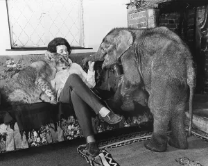 Woman with lions and young elephant on the sofa