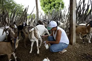Woman milking a goat (Capra hircus aegagrus)