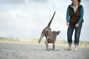 Woman playing with a Weimaraner on a beach