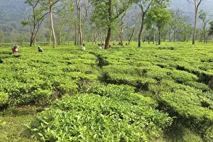 Woman plucking tea leaves, Assam, India
