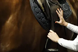 Woman rider jockey at stable preparing puts on the saddle on horse racing or jumping competition