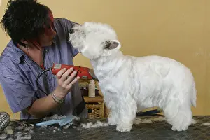 Woman shears West Highland White Terrier, Westie