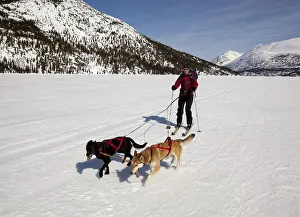 Woman skijoring, sled dogs pulling cross country skier