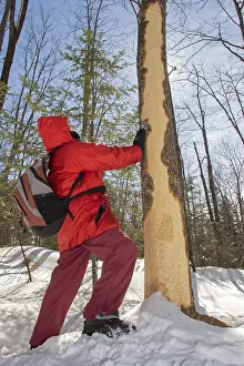 Woman watching a tree gnawed by a North American porcupine during winter