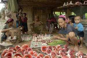 Women of the Akha tribe delivering fresh mushrooms to the dealer