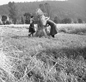 Women collect the harvest, carry hay bales